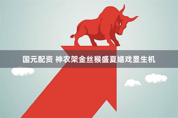 国元配资 神农架金丝猴盛夏嬉戏显生机